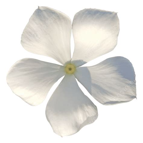 White Flower Png Picture White Noyontara Flowers Noyontara Flower