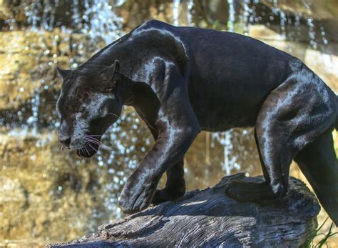 Animal Black Panther Big Cat Wildlife Predator Animal Wallpaper