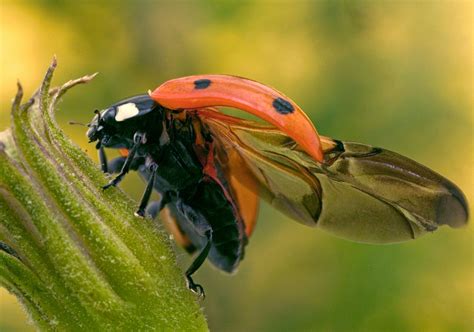 How Ladybirds Pack Their Wings Milton Keynes Natural History Society