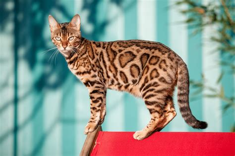 Bengal cat temperament, personality, and behavior traits. Bengal Cat Colors and Patterns 101 - Glamorous Cats