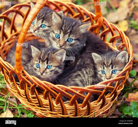 Four Cat Kittens Basket Hi Res Stock Photography And Images Alamy