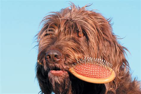 Get To Know The English Setter Energetic Enchanting And Endangered