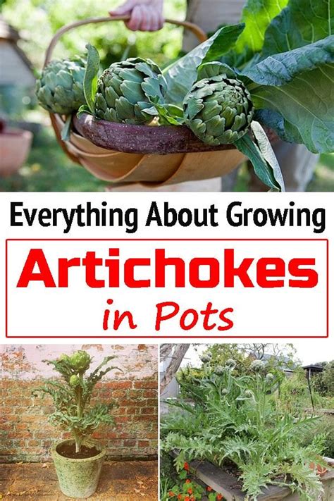 Everything About Growing Artichokes In Pots Artofit