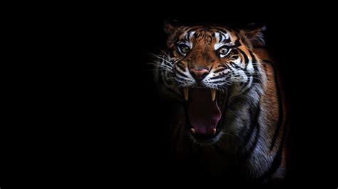 Photo Tigers Yawn Tongue Glance Animals Black Background Staring