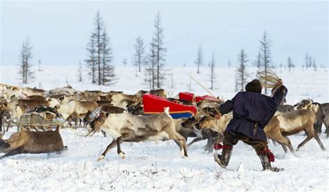 Reindeer Migration With Nenets Of Yamal Indigenous Russia Tours