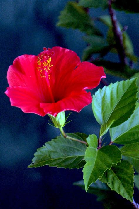 Red Hibiscus Hibiscus Rosa Sinensis 409 Sigma Af 70 3 Flickr