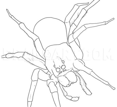 How To Draw A Spider Coloring Page Trace Drawing