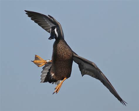 Bluewing Teal Waterfowl Hunting Pinterest Teal Bird And Wildlife