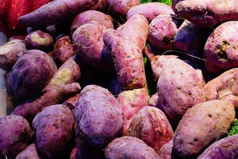 How To Plant Japanese Sweet Potato Home Soils