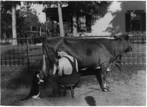 Catsup Man Squirting Milk Cow Mouth Cat Milking Farm Life Dairy C1898 Ebay