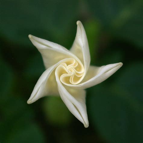 Moon Flower In The Morning Pentax User Photo Gallery