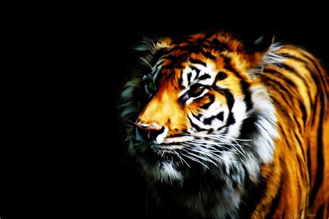 50 Tiger Wallpapers For Desktop Wallpapersafari
