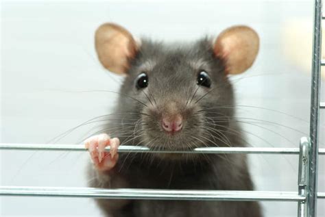 Do Rats Make Good Pets Critters Aplenty