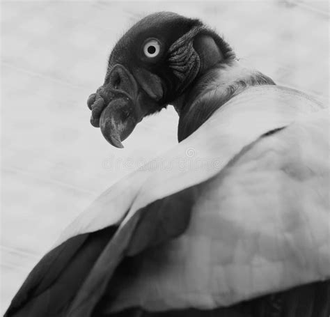 Beautiful Black And White Close Up Of The King Vulture Stock Photo