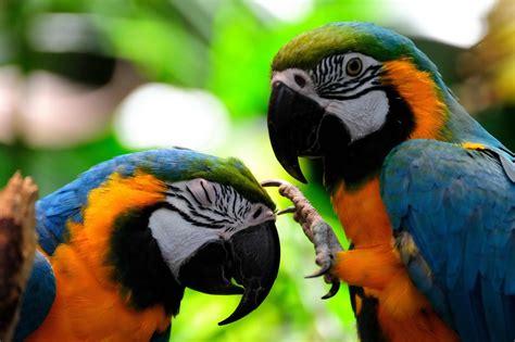 Amazon Rainforest Birds Pictures Just For Sharing