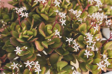 Blooming Succulents With Small White Blooming Succulents Succulents