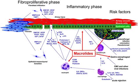 Schematic Overview Of The Chronic Inflammatory Process And The