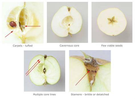 fruitID | Apple Identification | Apple Varieties | Apple Cultivars | Apple varieties, Apple 