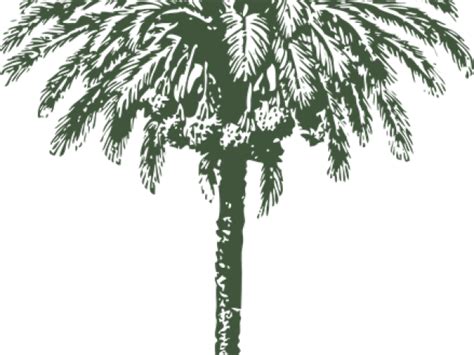 Download Date Palm Clipart Arabian Date Palm Tree Drawing Png Image