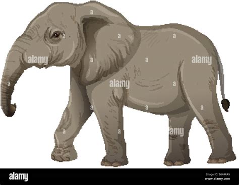 Adult Elephant Without Ivory In Cartoon Style On White Background Stock Vector Image And Art Alamy