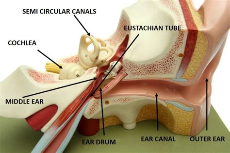 Middle Ear Infection And Tinnitus Tinnitus Terminator
