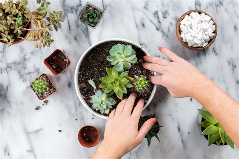 Easy Succulent Container Gardening Ideas For Beginners