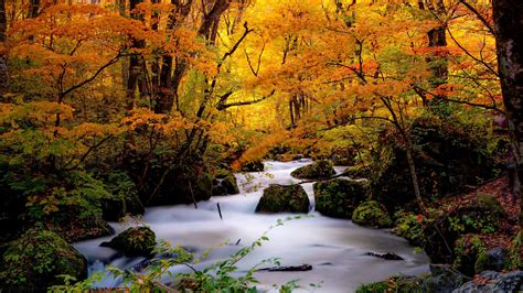 Forest Japan Stone Stream During Fall Hd Nature Wallpapers Hd Wallpapers Id 47833