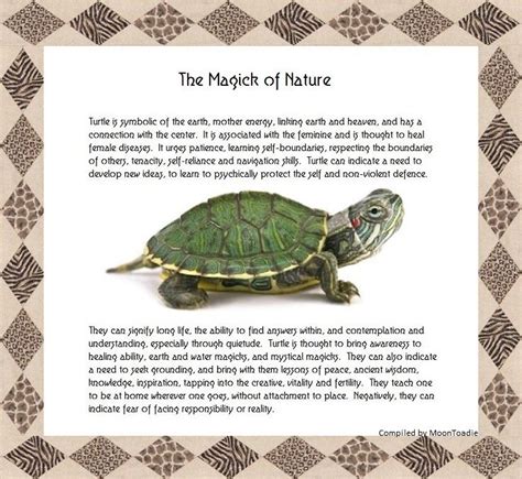 The Magick Of Nature Turtle Animal Spirit Guides
