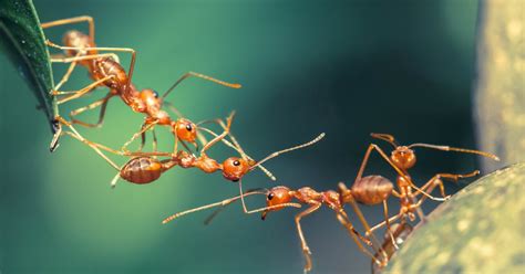 Cuánto sabes sobre las hormigas