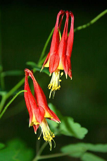 May 01, 2015 · hummingbirds, butterflies and bees love native honeysuckle. Top 10 Colorful Flowers Hummingbirds Love - Birds and ...