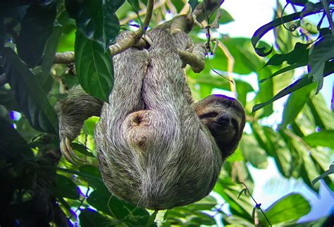 Costa Rica Pura vida adventures! | Fornitore di GetYourGuide