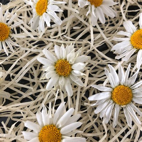 Real Dried Flowers Dried White Daisies Real Flowers Resin Etsy