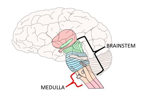 Know Your Brain Medulla Oblongata — Neuroscientifically Challenged
