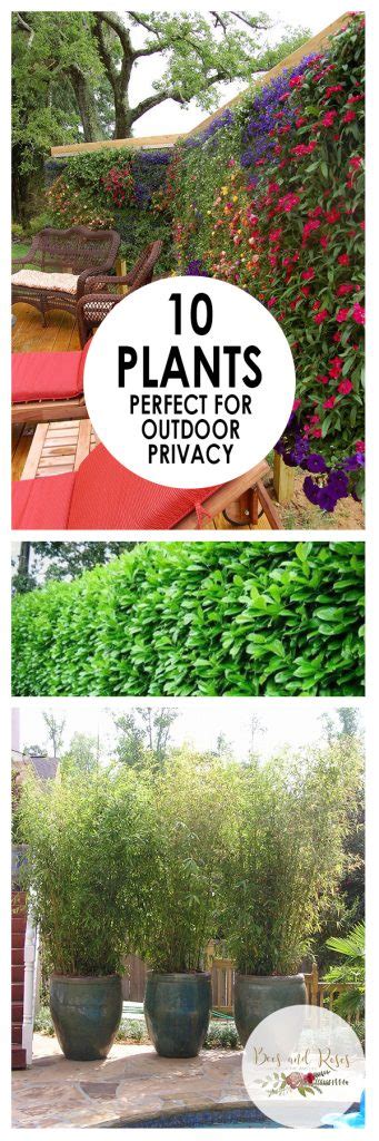 10 Plants Perfect For Outdoor Privacy Bees And Roses
