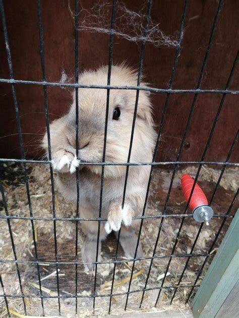 Rabbits Rehome Buy And Sell Preloved Unusual Animals