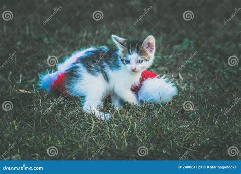 Baby Cats Having Fun Together Outdoors Stock Image Image Of
