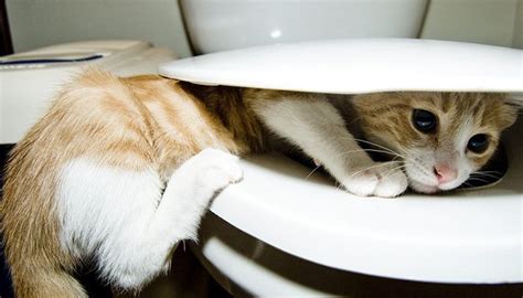 22 Cats Hiding From Their Owners