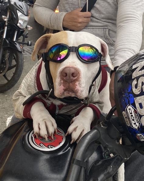 Motorcycle Doggo In Colombia Rdoggles