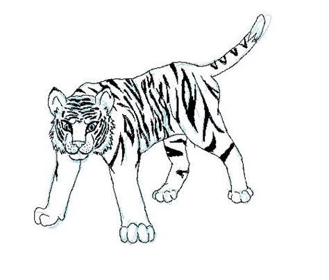 Tiger Doodle By Skywing95 On Deviantart