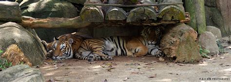 Malayan Tiger Panthera Tigris Malayensis Harimau Belang Flickr