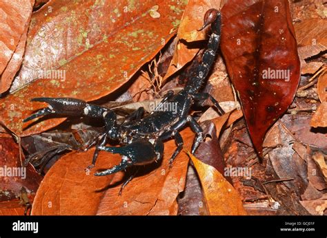 Malaysian Black Scorpion Hi Res Stock Photography And Images Alamy