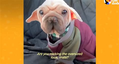 Mork The Cutest Alien Dog Ever