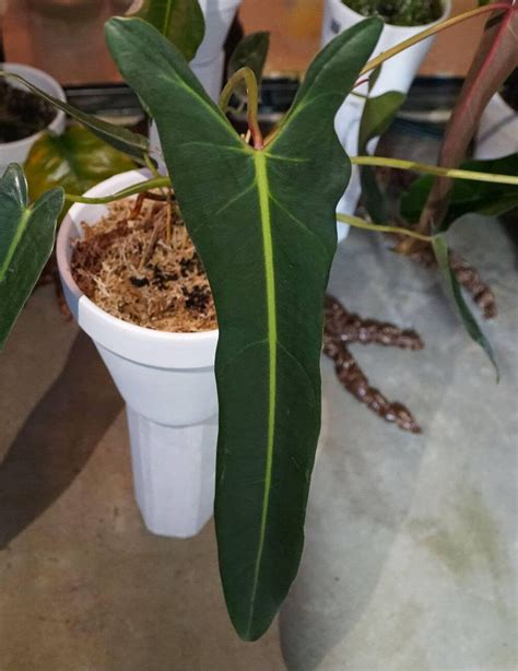 Philodendron Spiritus Sancti Care Guide Mastering The Care For This Holy Grail Plant