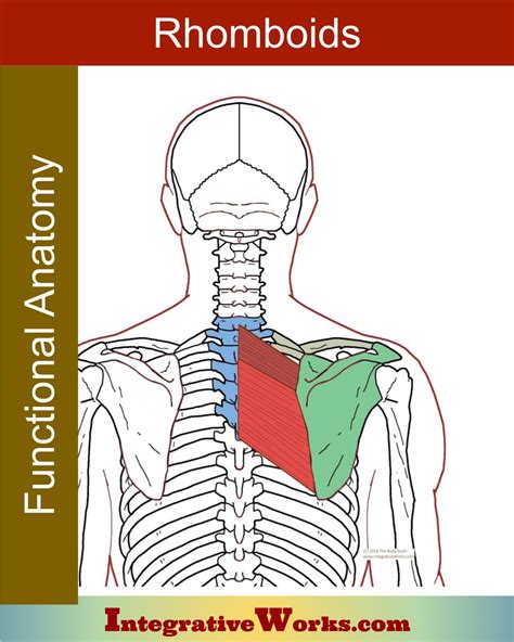 Rhomboid Major And Minor Muscles Functional Anatomy Integrative Works