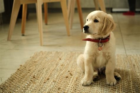 Closeup Retrato De Un Cachorro De Golden Retriever Recién Nacido