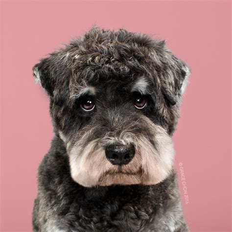 Dogs Before And After Their Haircuts 16 Pics Bored Panda