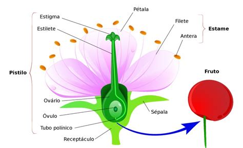 Angiospermas características reprodução estrutura Biologia InfoEscola