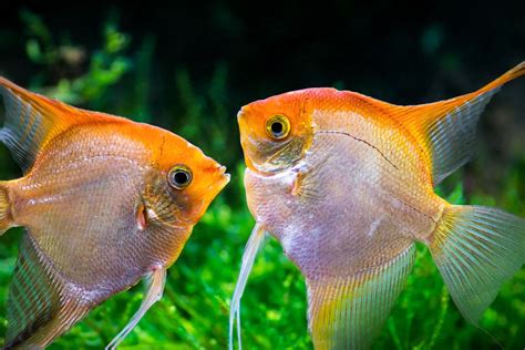 We did not find results for: One Fish, Two Fish, Fish Can Count(ish?) | Science ...
