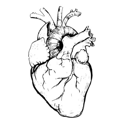 Premium Vector Anatomy Of The Human Heart Vector Illustration On