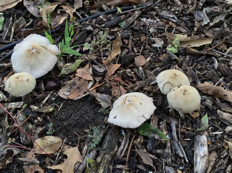 Start mushroom spotting, with help from this illustrated guide. Please help identify!!! Wild Texas backyard Mushrooms ...